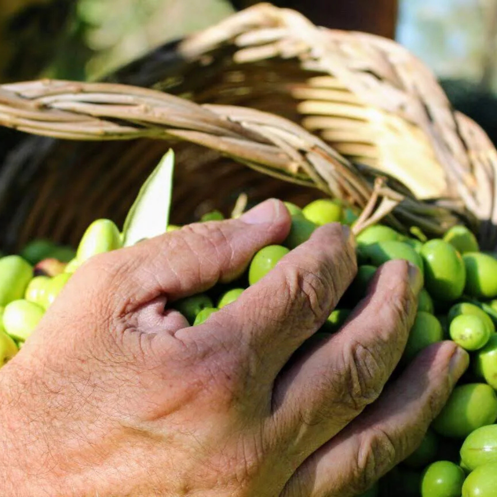 olixir® Récolte 2024 | Bouteille en verre